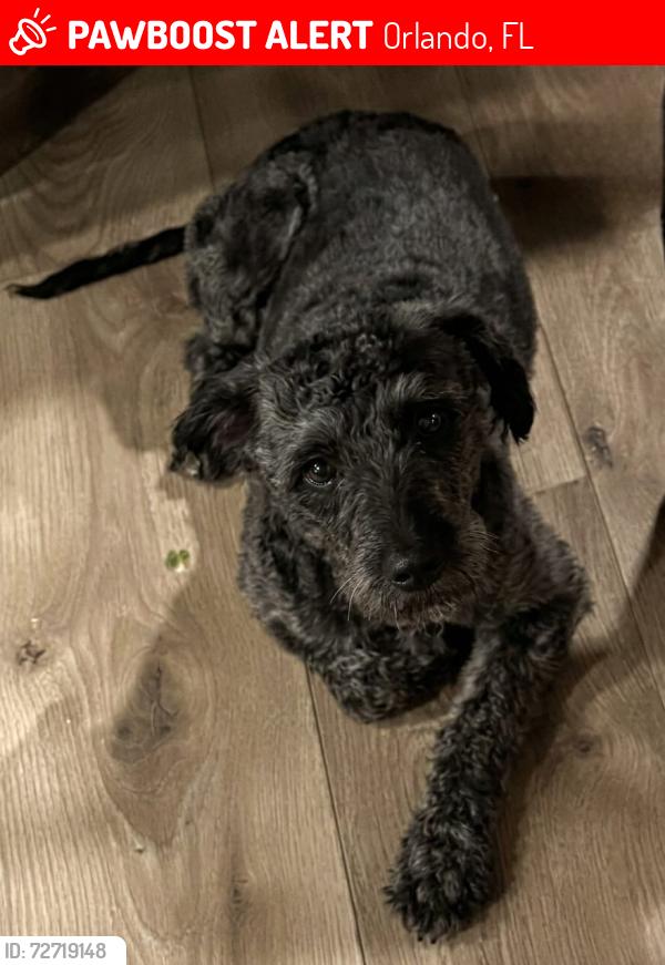 Lost Male Dog last seen Redditt rd or inside Mai Tai Village, Orlando, FL 32822