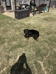 Found/Stray Male Dog last seen Near entrance to Wolf River State Forest , Fayette County, TN 38068