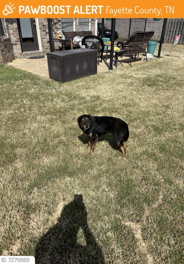Found/Stray Male Dog last seen Near entrance to Wolf River State Forest , Fayette County, TN 38068