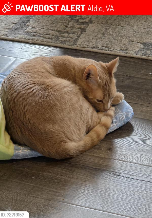 Lost Male Cat last seen Destiny drive, Aldie, VA 20105