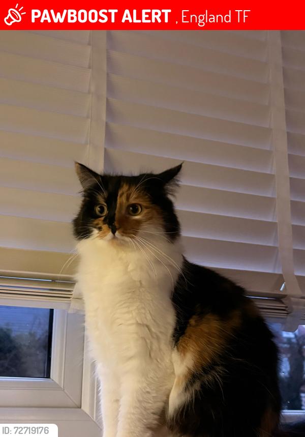 Lost Female Cat last seen TF10 7GW Centenary Way, Telford and Wrekin, England TF10