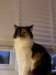 Lost Female Cat last seen TF10 7GW Centenary Way, Telford and Wrekin, England TF10