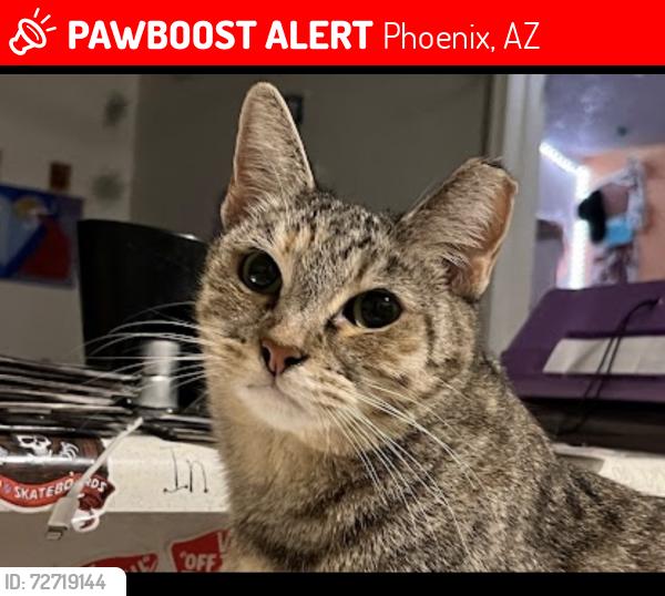 Lost Female Cat last seen Greenway and 19th Ave , Phoenix, AZ 85053