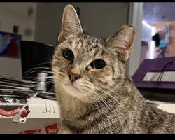 Lost Female Cat last seen Greenway and 19th Ave , Phoenix, AZ 85053