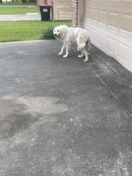 Found/Stray Unknown Dog last seen By an address 305 in front of a grge. , Lafayette, LA 70501
