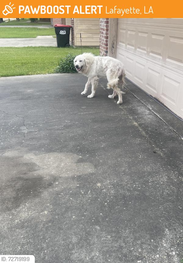 Found/Stray Unknown Dog last seen By an address 305 in front of a grge. , Lafayette, LA 70501