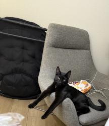 Lost Male Cat last seen Near 96th st s , Tacoma, WA 98444