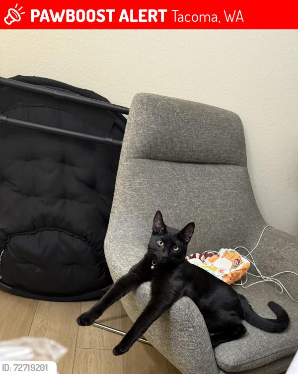Lost Male Cat last seen Near 96th st s , Tacoma, WA 98444