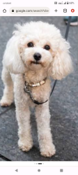 Lost Female Dog last seen 98th and Rio Bravo, Albuquerque, NM 87121