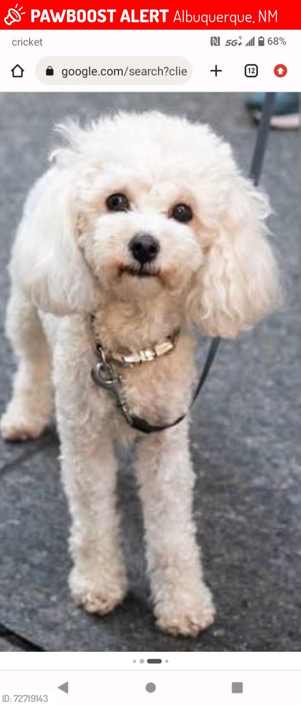 Lost Female Dog last seen 98th and Rio Bravo, Albuquerque, NM 87121