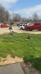 Found/Stray Unknown Dog last seen Big Ben Circle & Parliament Dr, Indianapolis, IN 46235