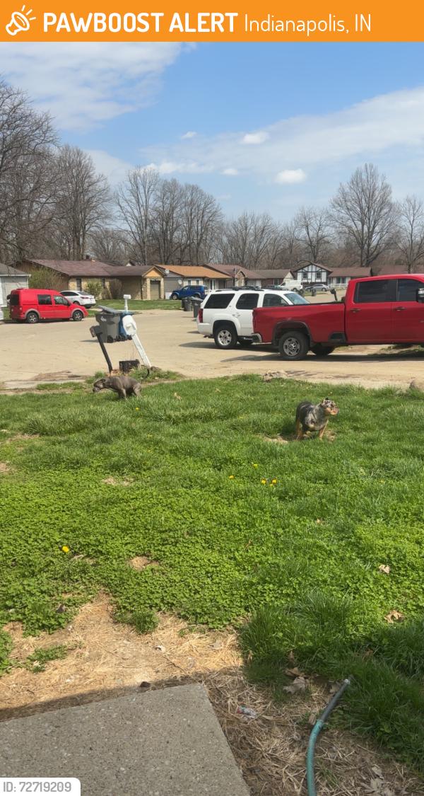 Found/Stray Unknown Dog last seen Big Ben Circle & Parliament Dr, Indianapolis, IN 46235