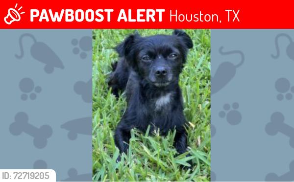Lost Male Dog last seen Pebble Springs & Indian Wells, Houston, TX 77066