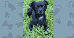 Lost Male Dog last seen Pebble Springs & Indian Wells, Houston, TX 77066