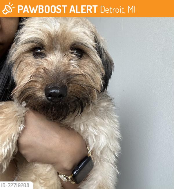 Found/Stray Male Dog last seen Near Cass Ave detroit , Detroit, MI 48201