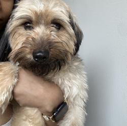 Found/Stray Male Dog last seen Near Cass Ave detroit , Detroit, MI 48201