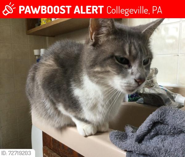 Lost Female Cat last seen Henry and yerkes, Collegeville, PA 19426