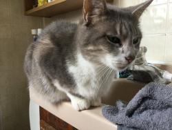Lost Female Cat last seen Henry and yerkes, Collegeville, PA 19426
