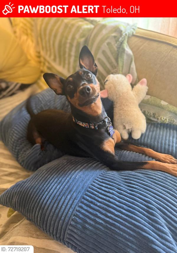 Lost Female Dog last seen Near Mulberry and Dexter, Toledo, OH 43608