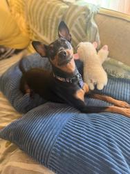 Lost Female Dog last seen Near Mulberry and Dexter, Toledo, OH 43608