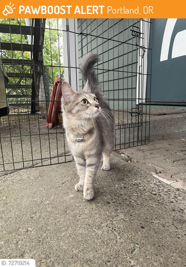 Found/Stray Unknown Cat last seen Stark & 28th, Portland, OR 97214