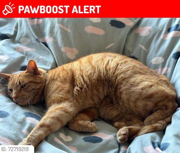 Lost Male Cat last seen Near Featherbank Walk, Horsforth, England LS18 4QN