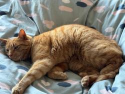 Lost Male Cat last seen Near Featherbank Walk, Horsforth, England LS18 4QN