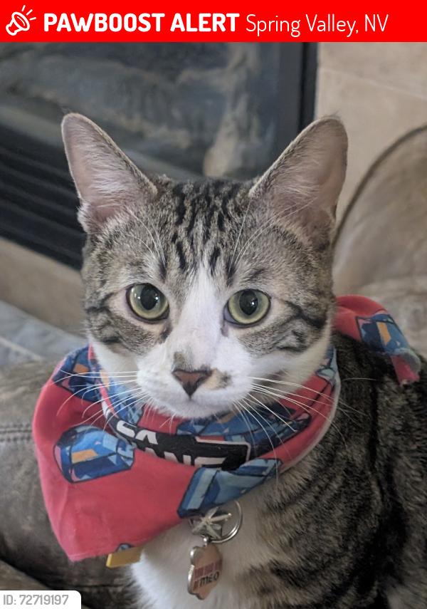 Lost Male Cat last seen Stetson Ranch area Willowbrook Pond Road and White Lion Walk , Spring Valley, NV 89148