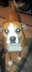 Lost Male Dog last seen Waymanville road , Thomaston, GA 30286