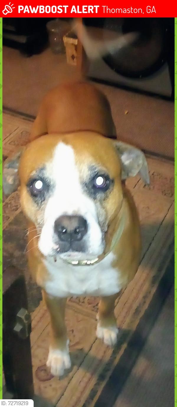 Lost Male Dog last seen Waymanville road , Thomaston, GA 30286