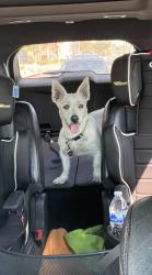 Found/Stray Female Dog last seen Lincoln Center Mobile  Park , Cypress, CA 90630
