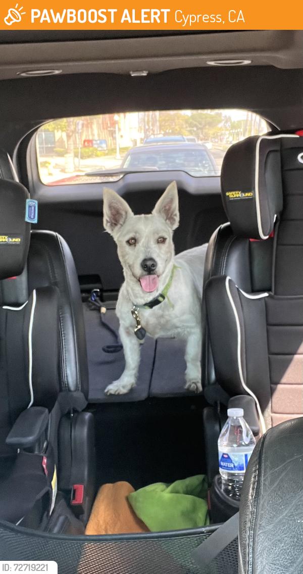Found/Stray Female Dog last seen Lincoln Center Mobile  Park , Cypress, CA 90630