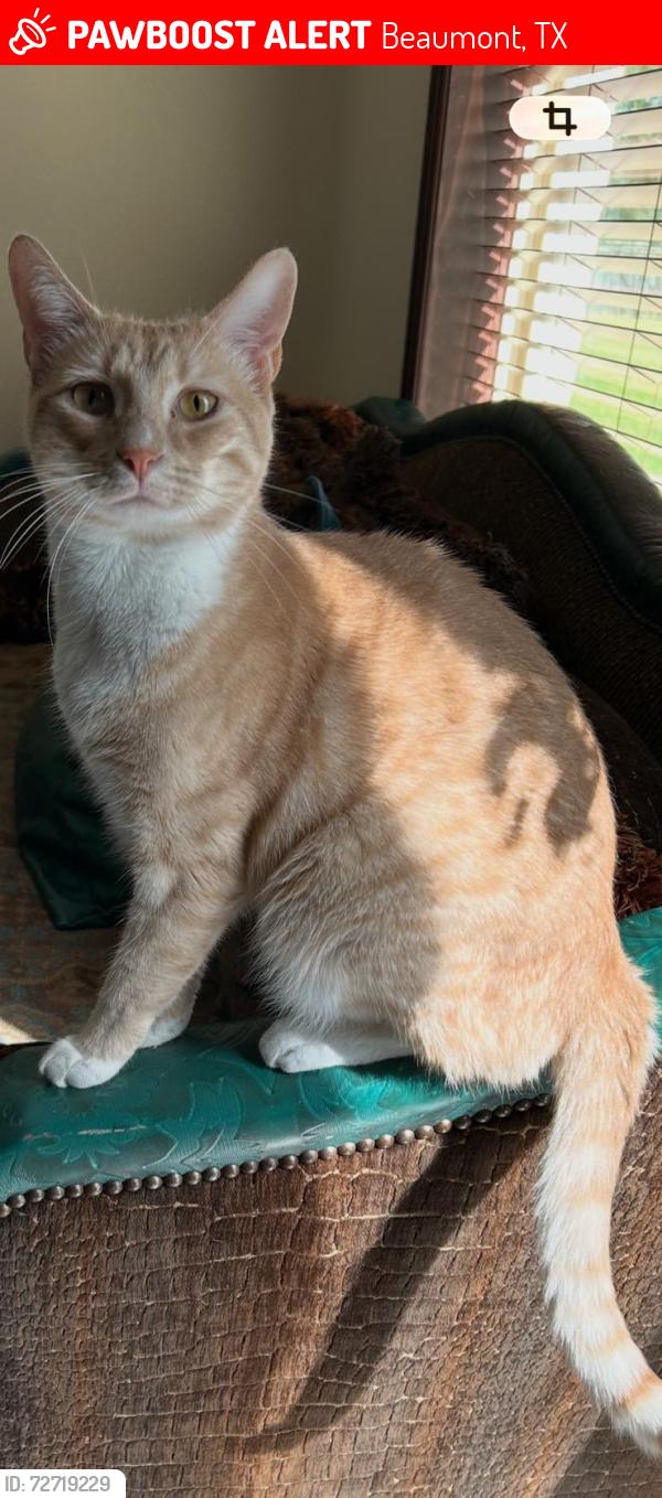 Lost Male Cat last seen Washington and Avalon , Beaumont, TX 77707