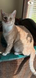 Lost Male Cat last seen Washington and Avalon , Beaumont, TX 77707