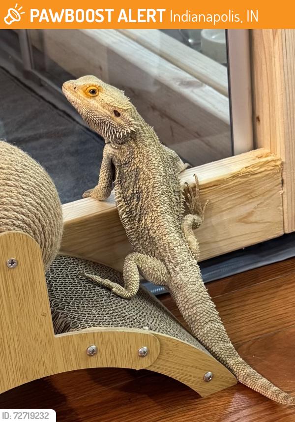 Found/Stray Male Reptile last seen 16th St and Leland Ave, Indianapolis, IN 46218
