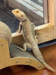 Found/Stray Male Reptile last seen 16th St and Leland Ave, Indianapolis, IN 46218