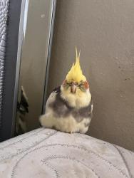 Lost Male Bird last seen Irvine west park , Irvine, CA 92614
