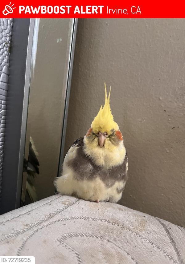 Lost Male Bird last seen Irvine west park , Irvine, CA 92614