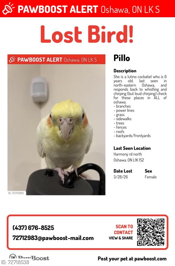 Lost Female Bird last seen Near harmony rd N, Oshawa, ON L1K 1S2
