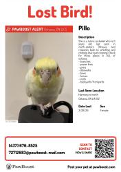 Lost Female Bird last seen Near harmony rd N, Oshawa, ON L1K 1S2