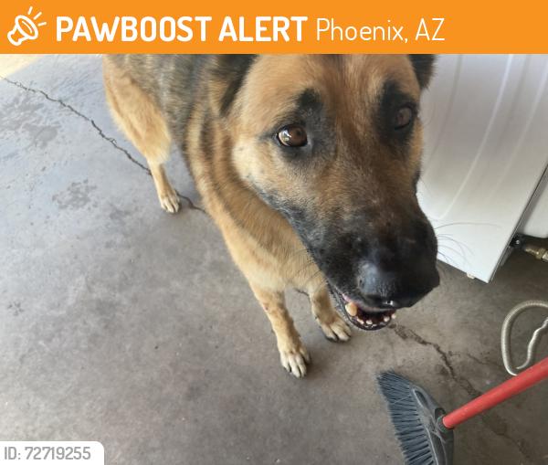 Found/Stray Male Dog last seen Van Buren and 39 ave, Phoenix, AZ 85009