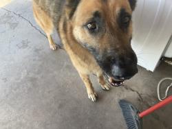Found/Stray Male Dog last seen Van Buren and 39 ave, Phoenix, AZ 85009