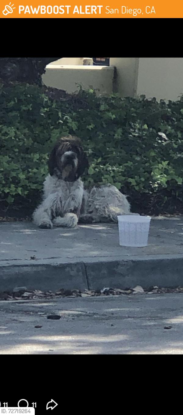 Found/Stray Male Dog last seen Cactus, San Diego, CA 92154