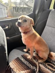 Found/Stray Male Dog last seen SE 42nd Ave. and SE Fieldcrest St., Milwaukie, OR 97222