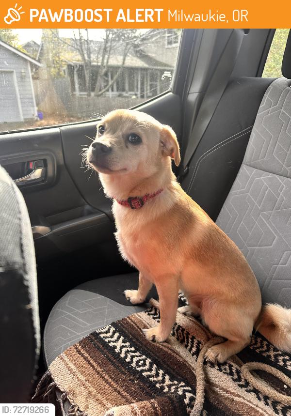 Found/Stray Male Dog last seen SE 42nd Ave. and SE Fieldcrest St., Milwaukie, OR 97222