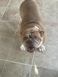 Found/Stray Female Dog last seen E ave j-4, Lancaster, CA 93535