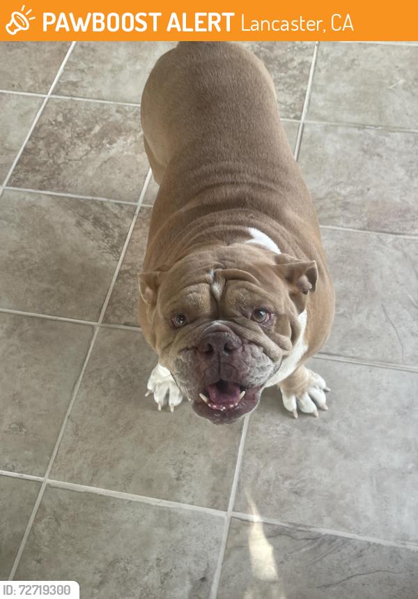 Found/Stray Female Dog last seen E ave j-4, Lancaster, CA 93535