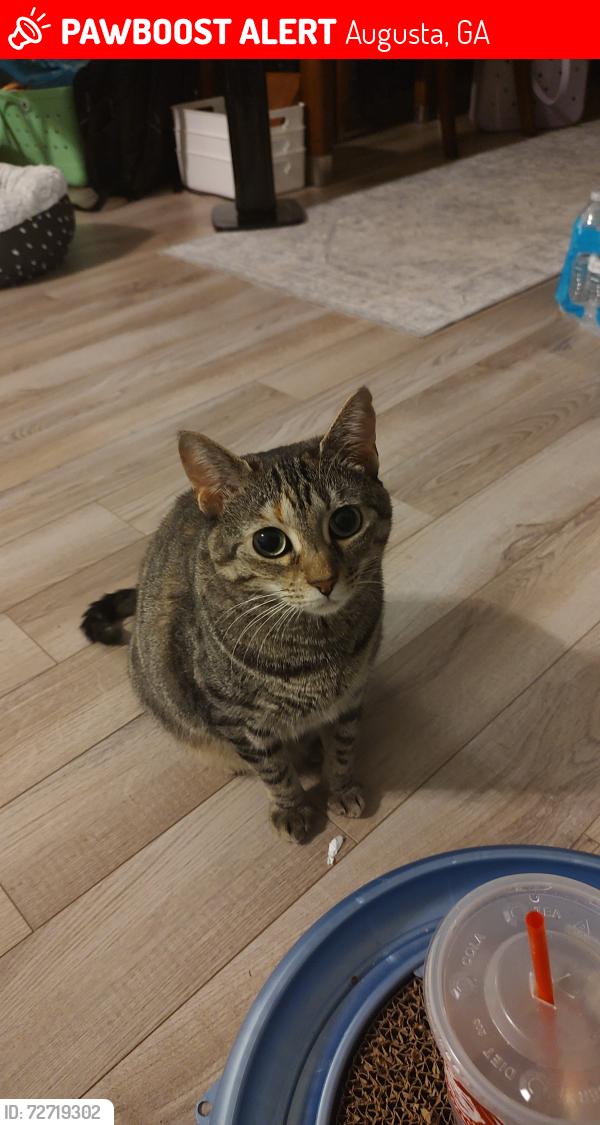 Lost Female Cat last seen Goshen Road, Ossabaw Way, Augusta, GA 30906
