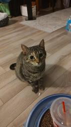 Lost Female Cat last seen Goshen Road, Ossabaw Way, Augusta, GA 30906