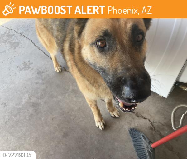 Found/Stray Male Dog last seen Van Buren and 39Ave, Phoenix, AZ 85009